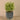 Greenery-Potted Asparagus-Bloomr