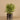 Greenery-Potted Asparagus-Bloomr