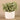 Greenery-Artificial Potted Silver Falls-Bloomr