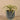 Greenery-Potted Tillandsia-Bloomr