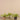 Plants-Vanilla Leaf in Cement Pot-Bloomr