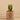 Plants-Potted Aloe (Discontinued)-Bloomr