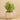 Plants-Potted Asparagus-Bloomr
