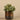 Plants-Artificial Potted Eucalyptus-Bloomr