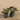Plants-Potted Fittonia Discontinued-Bloomr