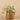 Plants-Artificial Potted Silver Falls-Bloomr