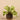 Plants-Potted Vanilla Leaf-Bloomr