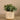 Plants-Artificial Potted Eucalyptus-Bloomr