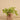 Plants-Potted Vanilla Leaf (Discontinued)-Bloomr