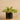 Plants-Artificial Potted Vanilla Leaf-Bloomr