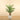 Trees-Artificial Palm Tree <br> 150cm-Bloomr