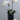 Orchid Plants