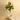 Lemon Trees