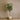 Camellia Trees