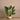 Monstera Trees