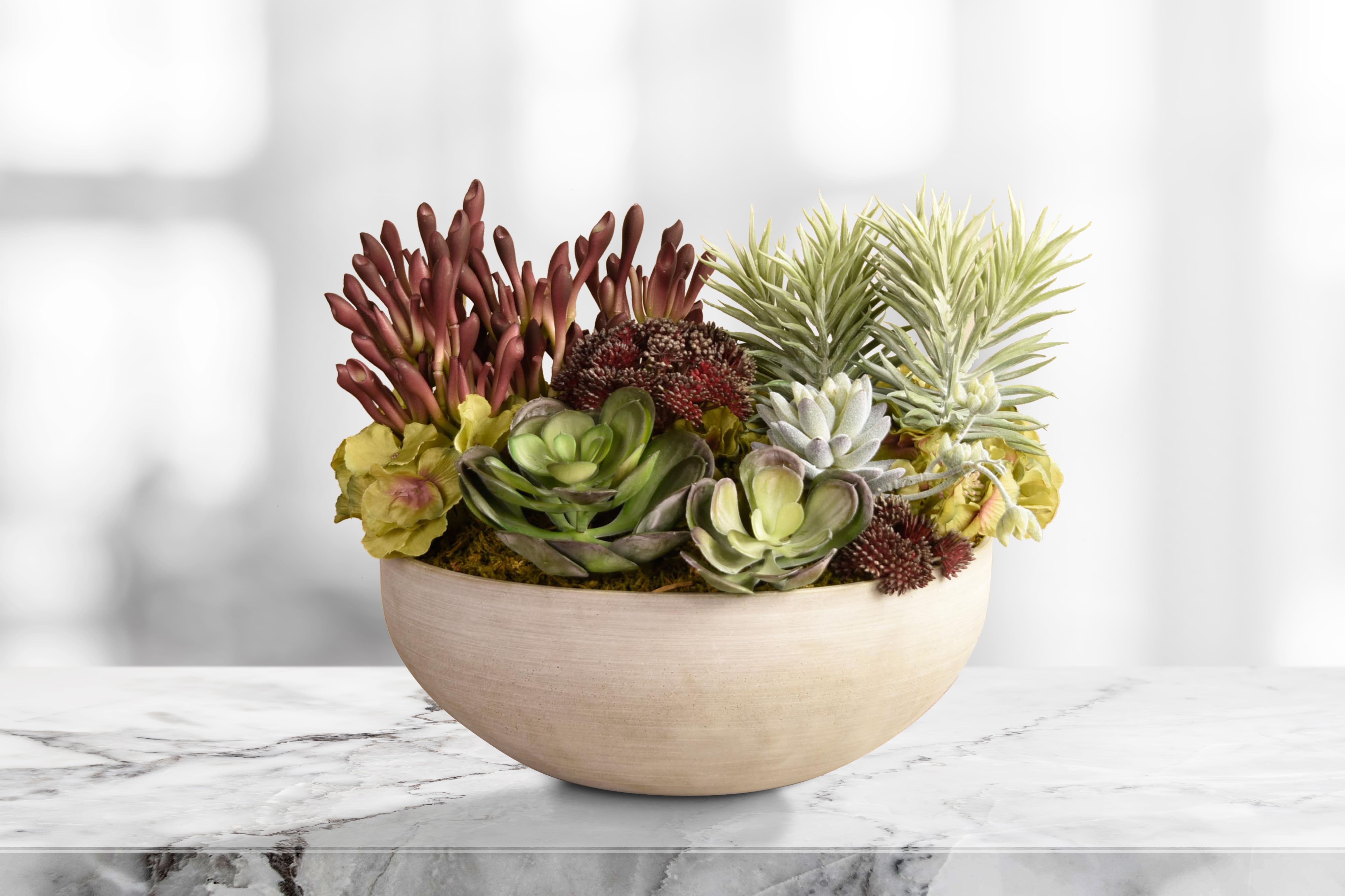 Plants & Succulents Sale