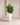Luxury Artificial Fiddle Trees