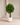 Luxury Artificial Mango Trees