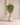 Luxury Artificial Acacia Trees