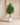 Plumeria/Money Trees