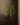 Luxury Artificial Leafy Arrangements