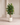 Lemon Trees