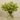 Twigs & Leafy Arrangements