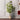 Luxury Artificial Fiddle Trees