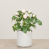 Floral Arrangement-Artificial Cabbage Rose Plant-Bloomr