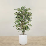 Artificial Ficus Deluxe Exotica Tree <br> 150cm
