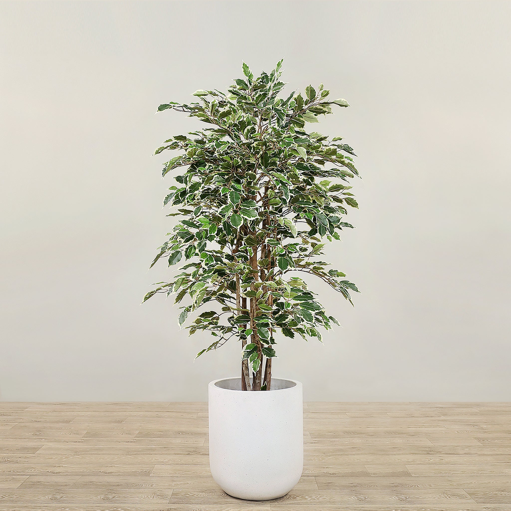 SOGUYI Ficus Pianta Artificiale, 120cm Pianta Finta da Interno con Tronco in Legno Naturale, Piante Finte in Seta in Vaso di Plastica, Pianta Finta per Ufficio, Casa, Arredamento per Interni(1 Pezzi SOGUYI Ficus Pianta Artificiale, 120cm Pianta Finta da Interno con Tronco in Legno Naturale, Piante Finte in Seta in Vaso di Plastica, Pianta Finta per Ufficio, Casa, Arredamento per Interni(1 Pezzi