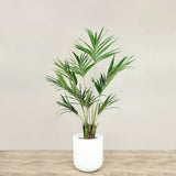 Kentia Palm <br> 150cm