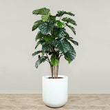 Artificial Monstera Tree <br> 185cm