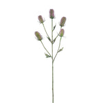 Flowers-Dipsacus Spray-Bloomr