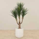 Artificial Yucca Plant 150cm