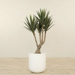 -Artificial Yucca Tree 150cm-Bloomr