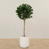 Artificial Sweet Link Topiary 150cm