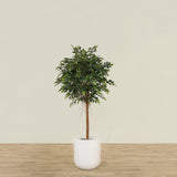 Artificial Mini Ficus Tree 150cm