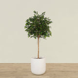 Artificial Mini Ficus Tree 180cm