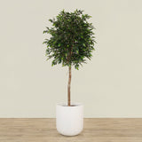 Artificial Mini Ficus Tree 210cm