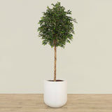 Artificial Mini Ficus Tree 240cm