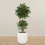 Artificial Mini Ficus Tree 210cm