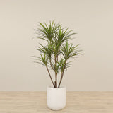 Artificial Draecena Tree 150cm