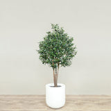 Artificial Olive Tree <br> 150cm