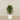 -Artificial Schefflera Tree 120cm-Bloomr