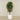 -Artificial Schefflera Tree 180cm-Bloomr