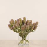 Dipsacus Arrangement in Glass Vase