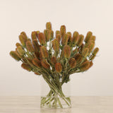 Dipsacus Arrangement in Glass Vase