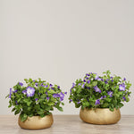 -Artificial Petunia Arrangement-Bloomr