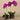 Flowers-Artificial Orchid Arrangement (Discontinued)-Bloomr
